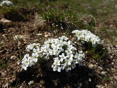 Cusickiella douglasii