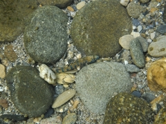 Etheostoma stigmaeum
