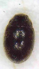 Scymnus blackburni