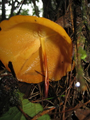 Hymenogloea papyracea