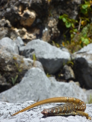 Gerrhonotus ophiurus
