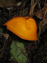 Hymenogloea papyracea