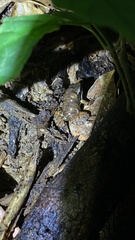 Mannophryne trinitatis