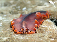 Pseudobiceros splendidus