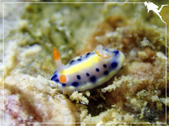 Hypselodoris infucata