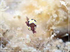 Colpodaspis thompsoni