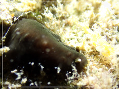 Dendrodoris nigra
