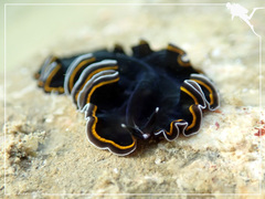 Pseudobiceros hancockanus