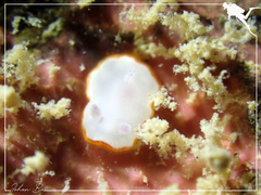 Goniobranchus rubrocornutus