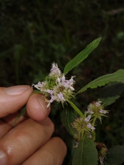 Hyptis lappacea