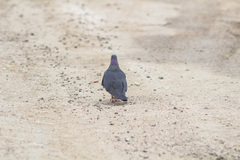 Columba livia domestica