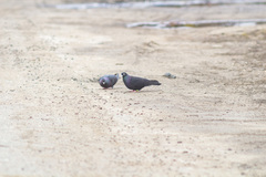 Columba livia domestica