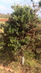 Pinus