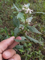 Hyptis lappacea
