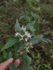 Hyptis lappacea
