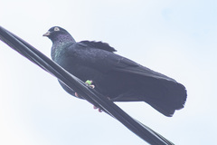 Columba livia domestica