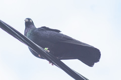 Columba livia domestica