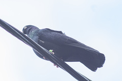 Columba livia domestica
