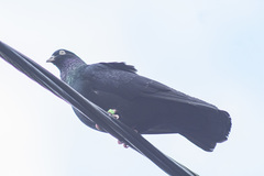Columba livia domestica