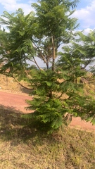 Leucaena