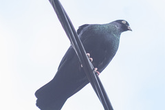 Columba livia domestica