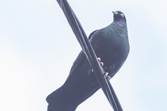 Columba livia domestica