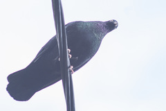 Columba livia domestica