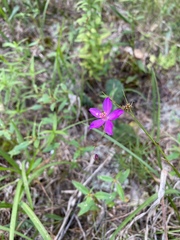 Phemeranthus calycinus