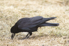 Corvus frugilegus