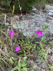 Phemeranthus calycinus