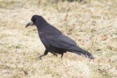 Corvus frugilegus