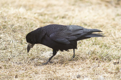 Corvus frugilegus