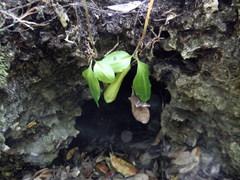Image of Prescottia oligantha
