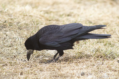 Corvus frugilegus