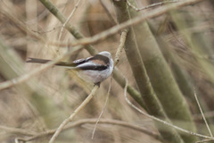 Aegithalos caudatus