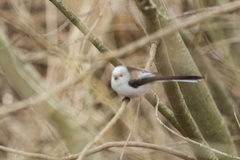 Aegithalos caudatus