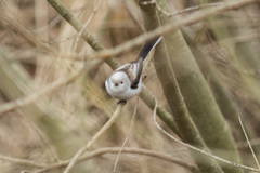 Aegithalos caudatus