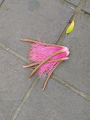 Pseudobombax ellipticum