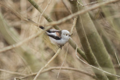 Aegithalos caudatus