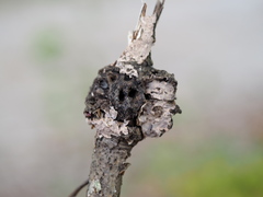 Callirhytis quercusclavigera