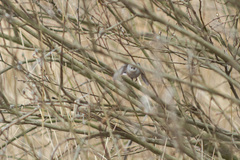 Aegithalos caudatus