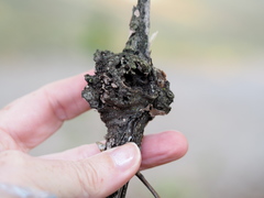 Callirhytis quercusclavigera