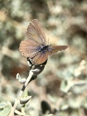 Theclinesthes serpentata