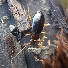 Nebria eschscholtzii