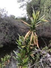 Baccharis salicifolia