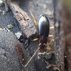 Nebria eschscholtzii