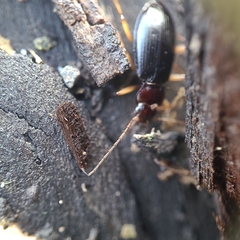 Nebria eschscholtzii