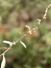 Atriplex stipitata
