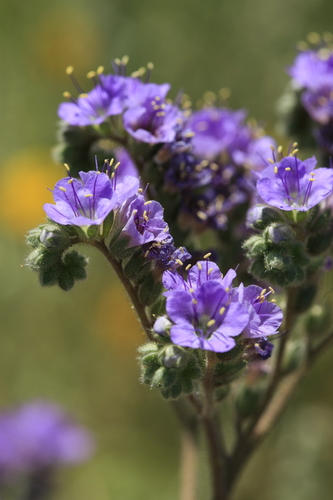 Cleftleaf wildheliotrope (Phacelia crenulata)