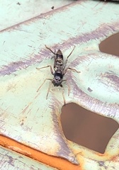 Myrmarachne inermichelis